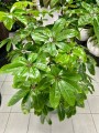 Schefflera actinophylla Amate green