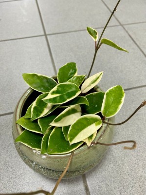 Hoya carnosa Krimson Queen, hoja