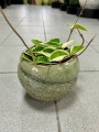 Hoya carnosa Krimson Queen