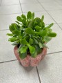 Crassula arborescens Blue Hale