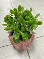 Crassula arborescens Blue Hale