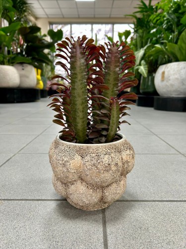 Euphorbia trigona Rubra
