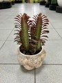 Euphorbia trigona Rubra