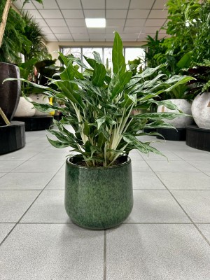 Aglaonema Greyhound