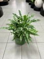 Aglaonema Greyhound