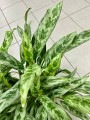 Aglaonema Greyhound