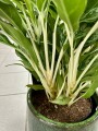 Aglaonema Greyhound