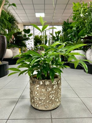 Dracaena surculosa, dracena