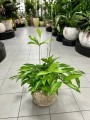 Dracena surculosa