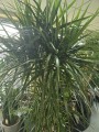 Dracena marginata