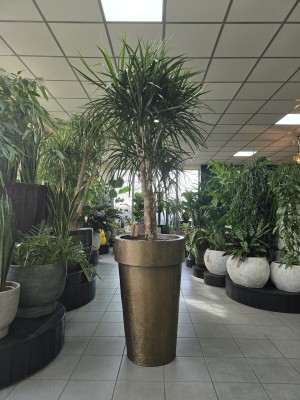 Dracaena marginata, dracena