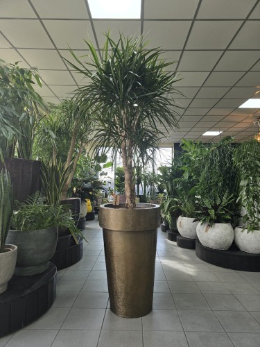 Dracena marginata