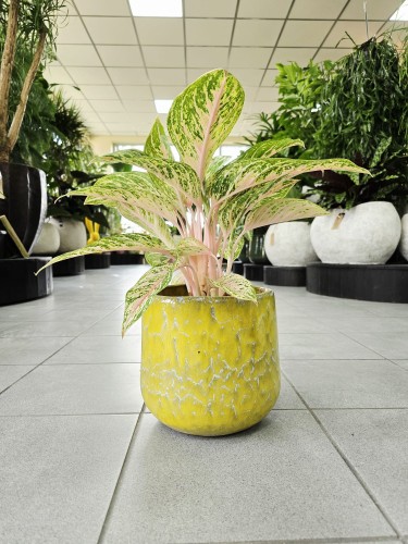 Aglaonema Cocomelon