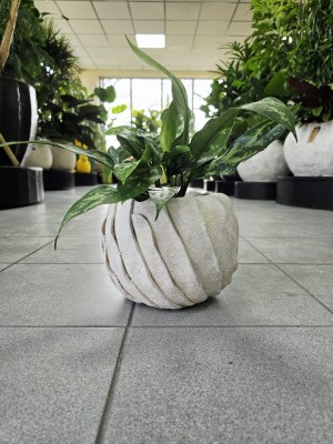 Aglaonema Maria