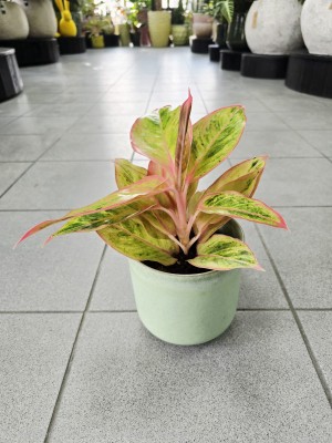 Aglaonema Salmon Fantasy