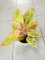 Aglaonema Salmon Fantas