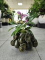 Anthurium andr Champion Zizou dark purple