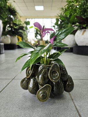 Anthurium Champion Zizou, anturium