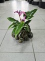 Anthurium andr Champion Zizou dark purple