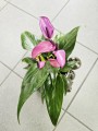 Anthurium andr Champion Zizou dark purple