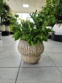 Asplenium Leslie