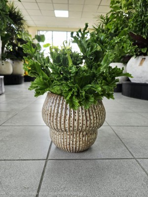 Asplenium Leslie, zanokcica