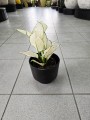 Aglaonema White Joy
