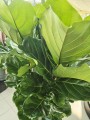Ficus Lyrata L