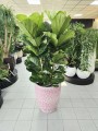 Ficus Lyrata L