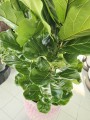 Ficus Lyrata L
