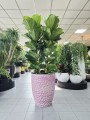 Ficus Lyrata L