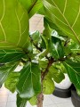 Ficus Lyrata