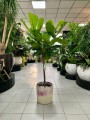 Ficus Lyrata