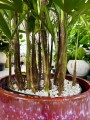 Rhapis excelsa, rapis wyniosły