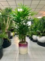 Rhapis excelsa, rapis wyniosły