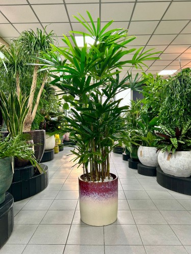 Rhapis excelsa, rapis wyniosły