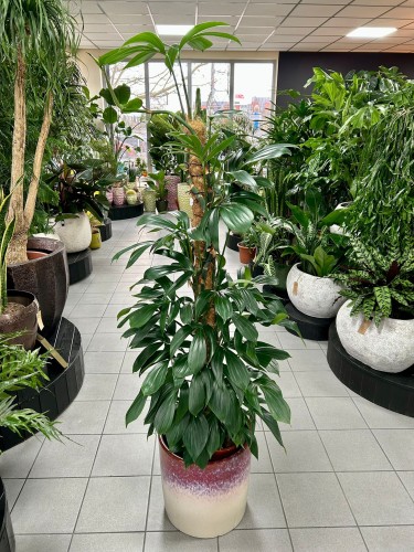 Philodendron Dragon Tail na paliku