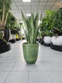 Sansevieria Zeylanica XXL