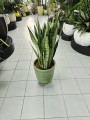 Sansevieria Zeylanica XXL