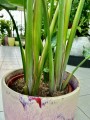 Strelitzia Nicolai L