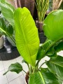 Strelitzia Nicolai L