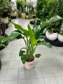 Strelitzia Nicolai L