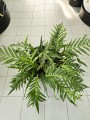 Aglaomorpha coronans