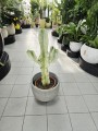 Euphorbia Ingens Variegata wilczomlecz