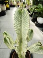 Euphorbia Ingens Variegata wilczomlecz