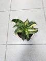 Sansevieria trif Spiral Star