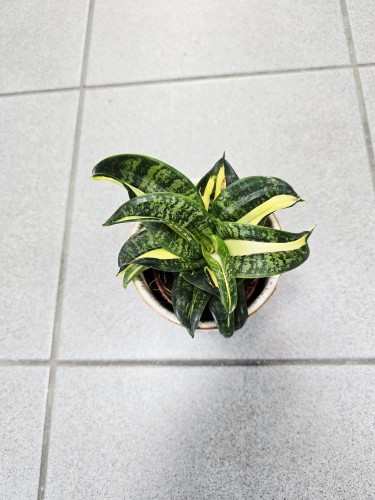 Sansevieria trif Spiral Star