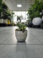 Sansevieria trif Spiral Star