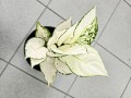 Aglaonema White Joy
