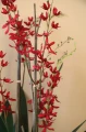 Różowa orchidea w szklanej osłonce PTMD